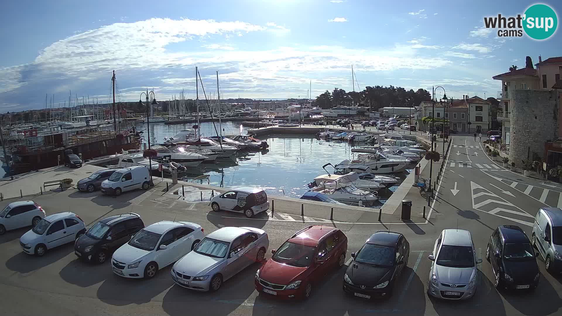 Novigrad | Porporela marina