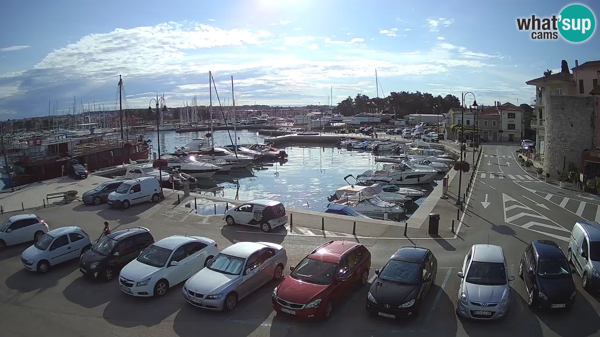 Novigrad | Porporela marina