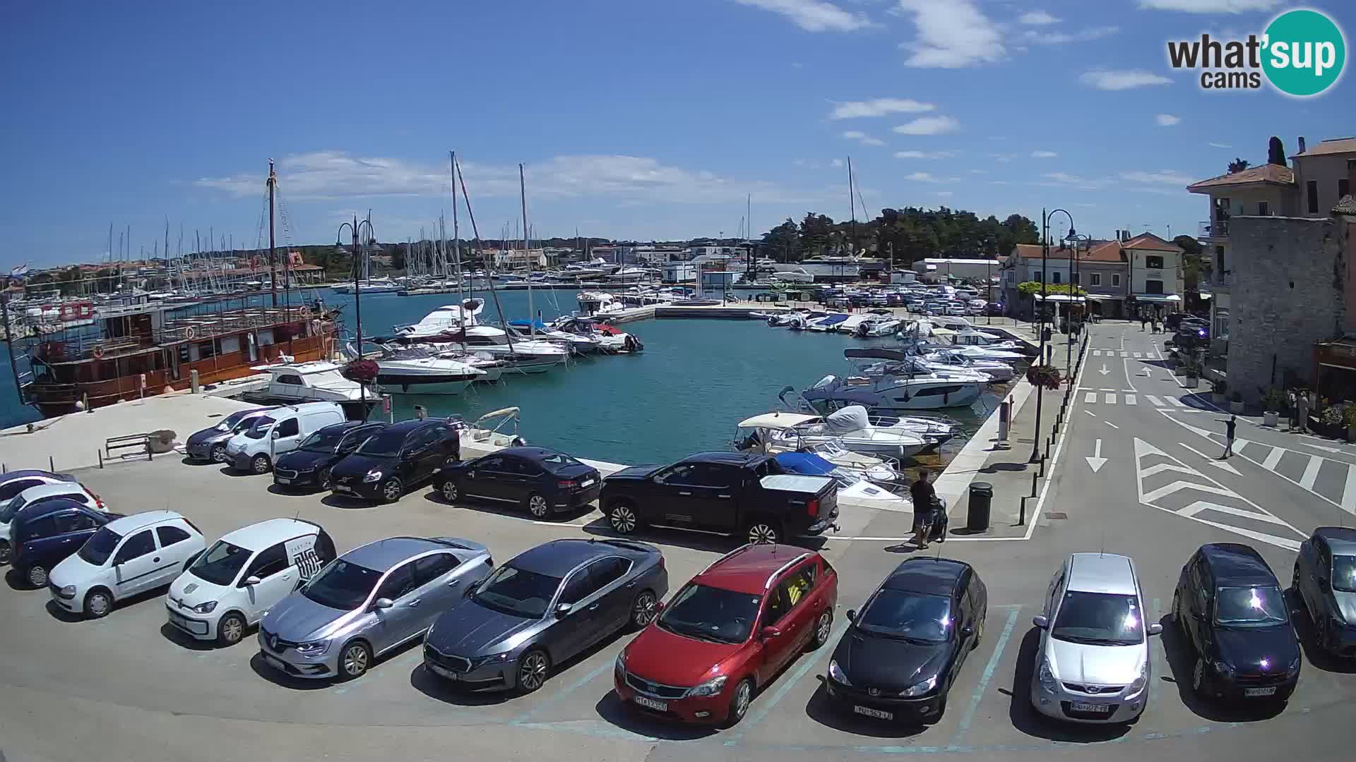 Novigrad | Porporela marina