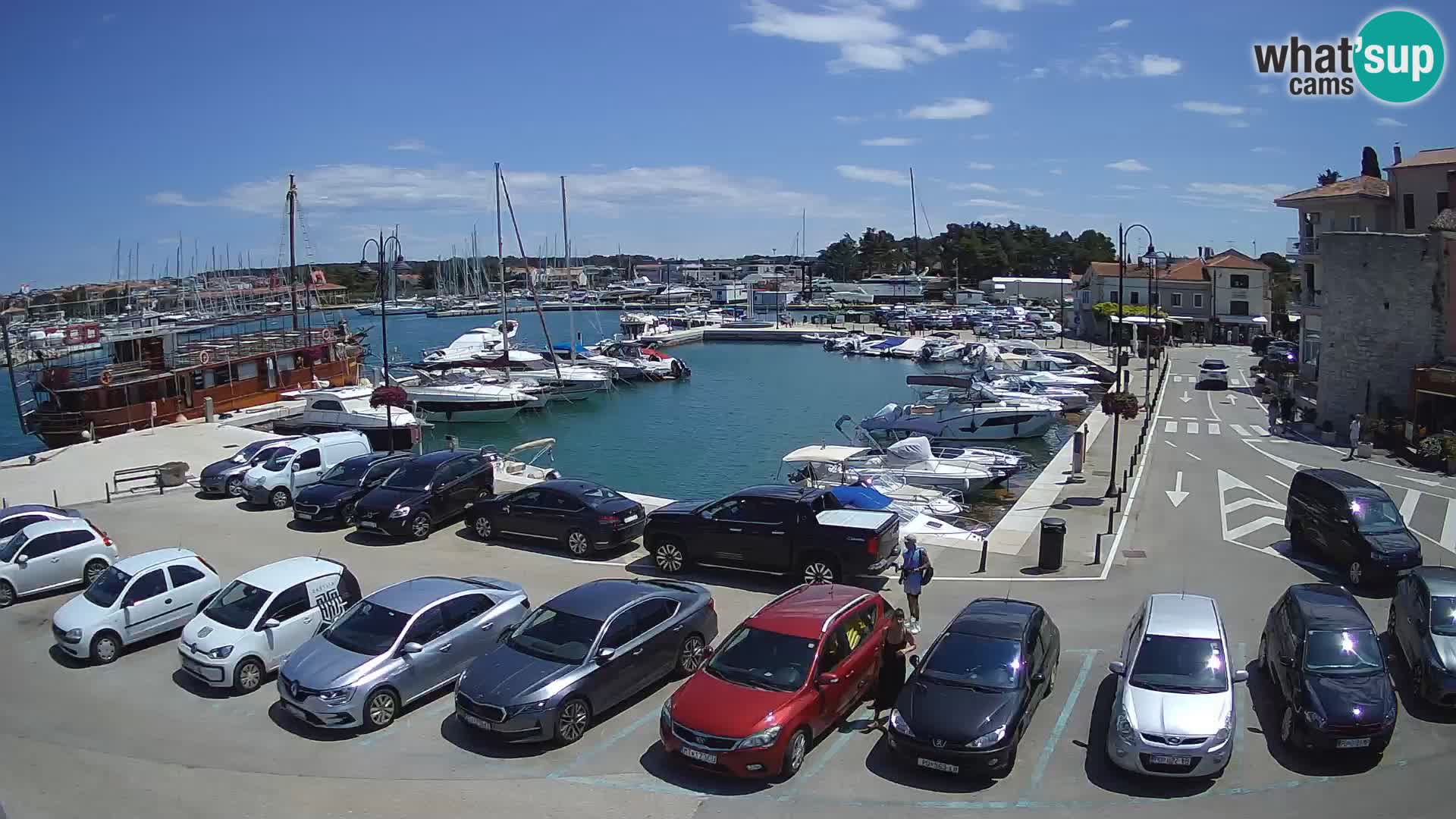 Novigrad | Porporela marina