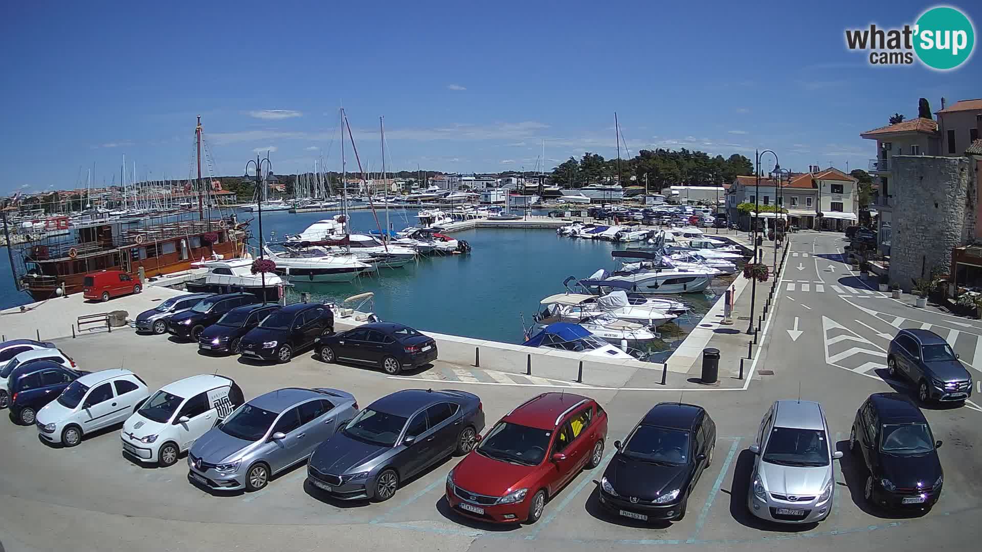 Novigrad | Porporela marina