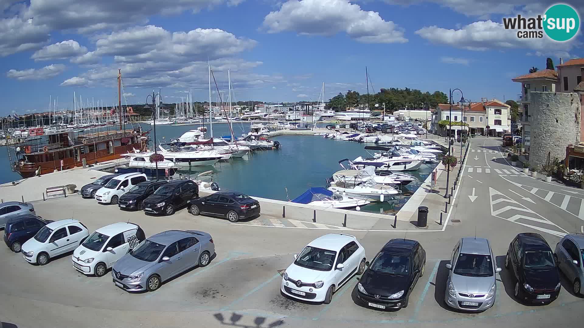 Novigrad | Porporela marina