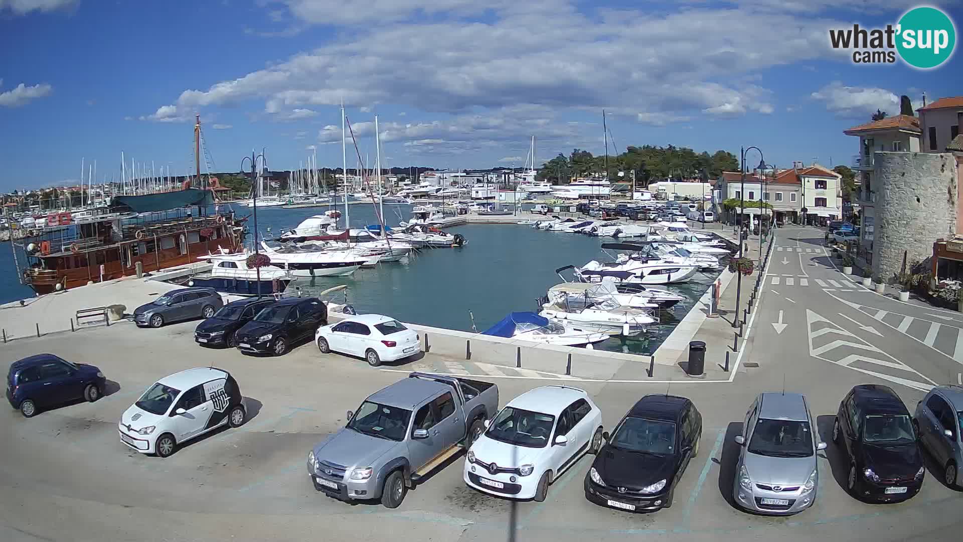Novigrad | Porporela marina