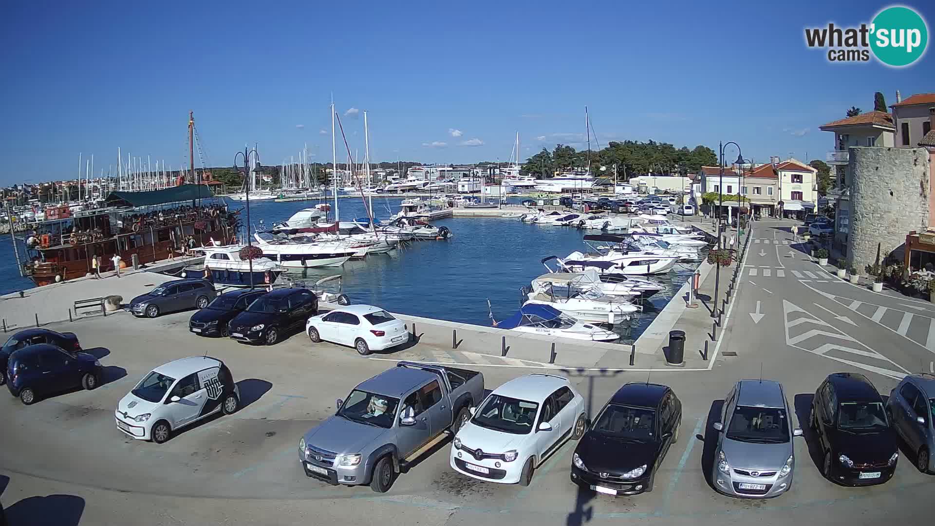 Novigrad | Porporela marina