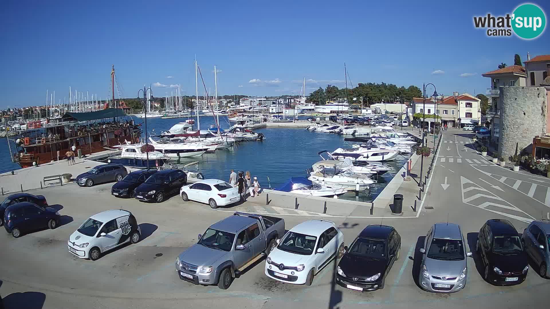 Novigrad | Porporela marina