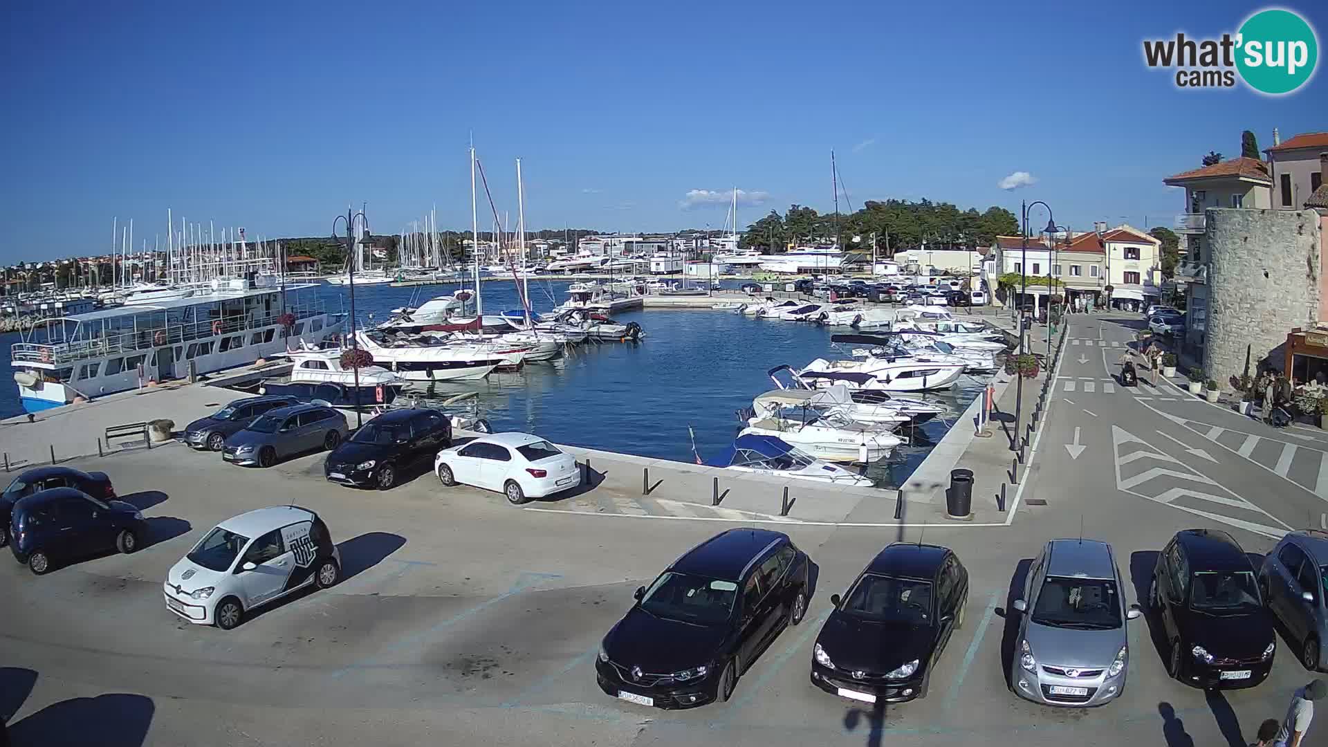 Novigrad | Porporela marina