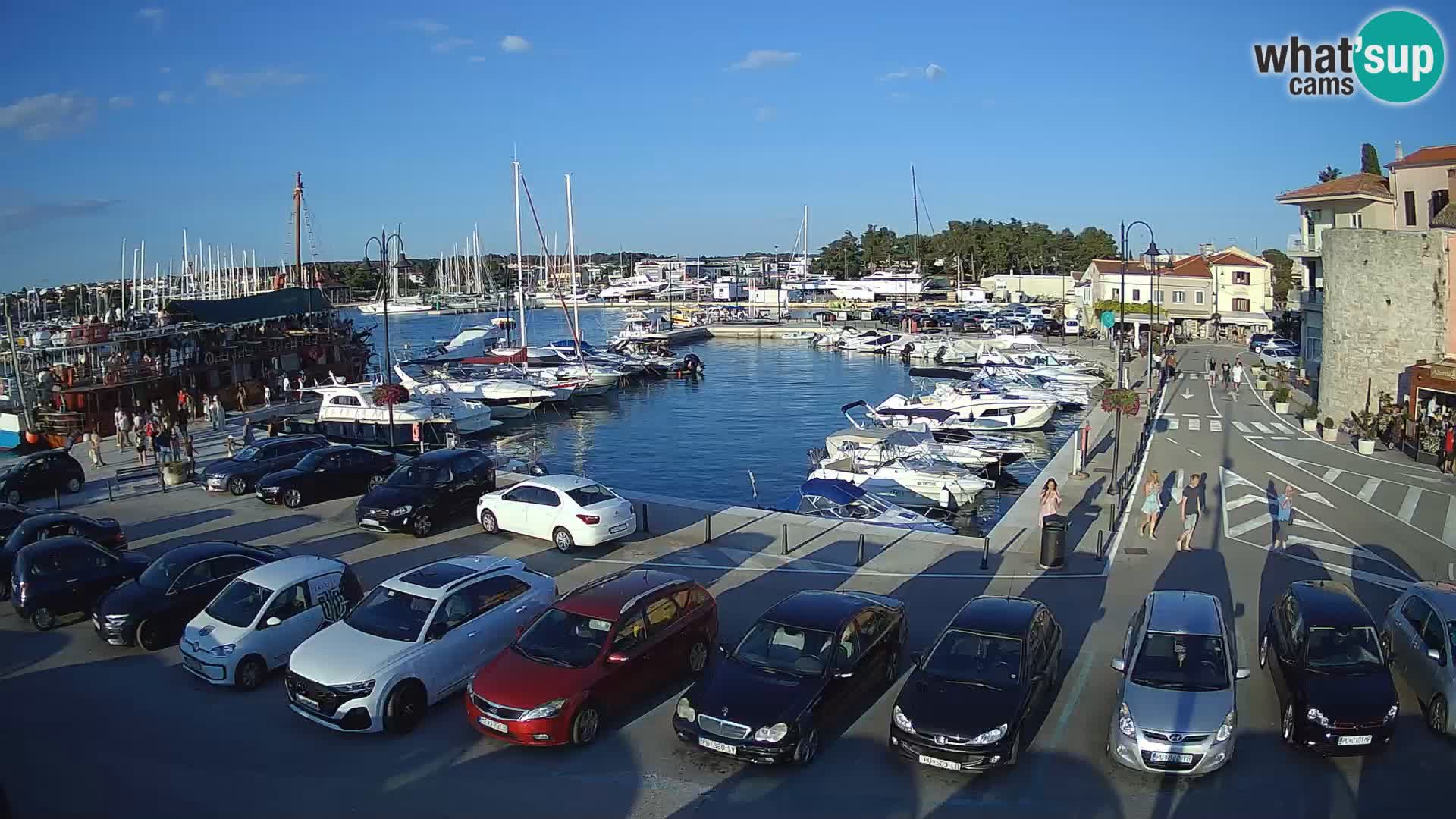 Novigrad | Porporela marina