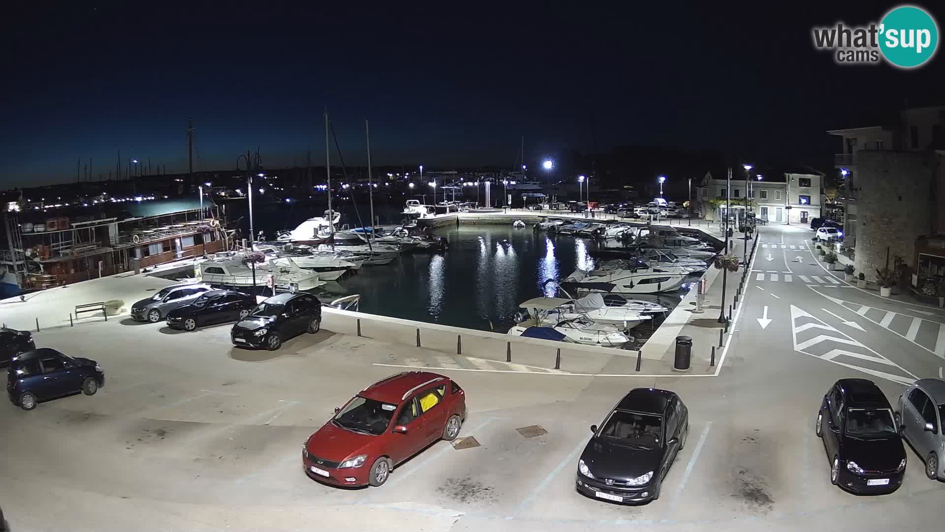 Novigrad | Porporela marina