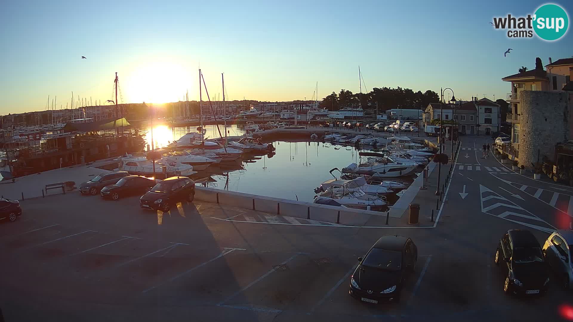 Novigrad | Porporela marina