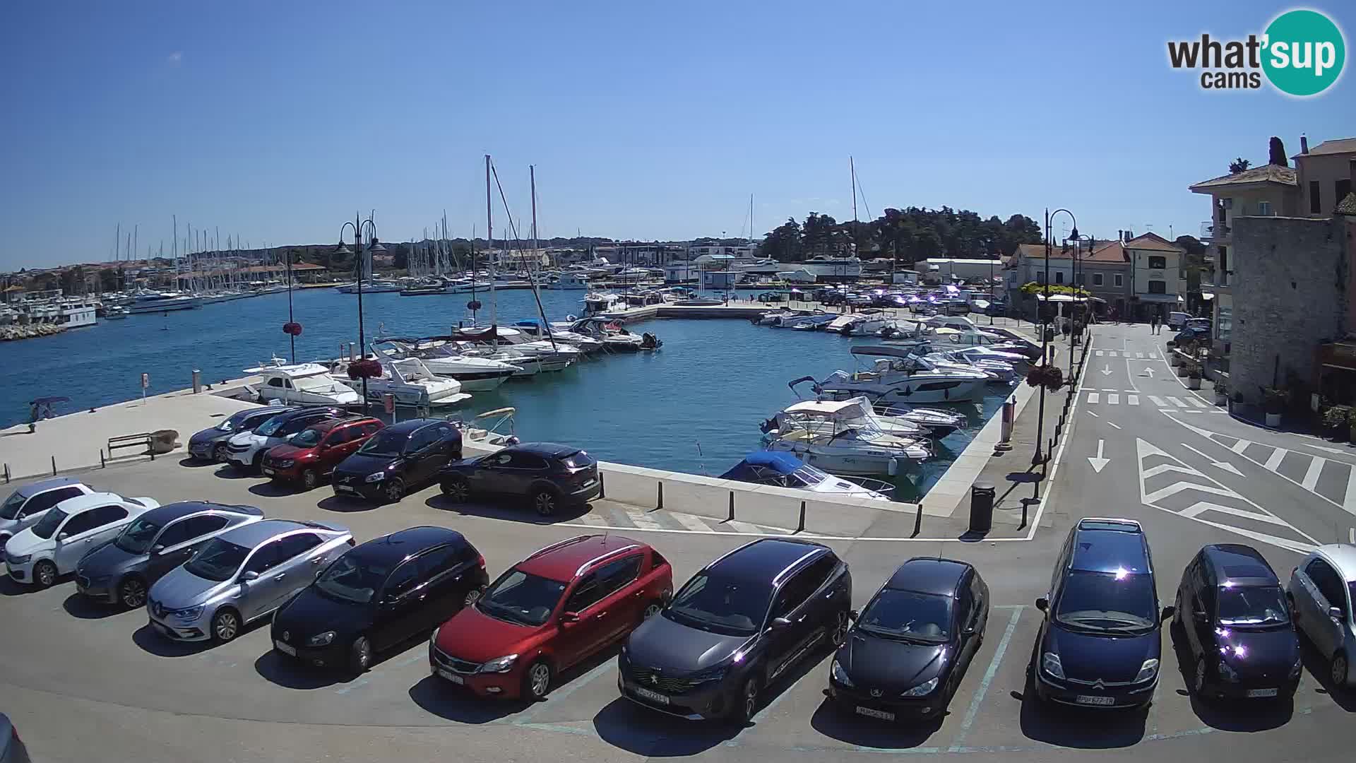 Novigrad | Porporela marina