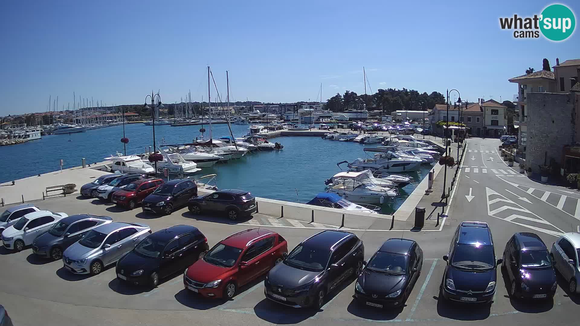 Novigrad | Porporela marina