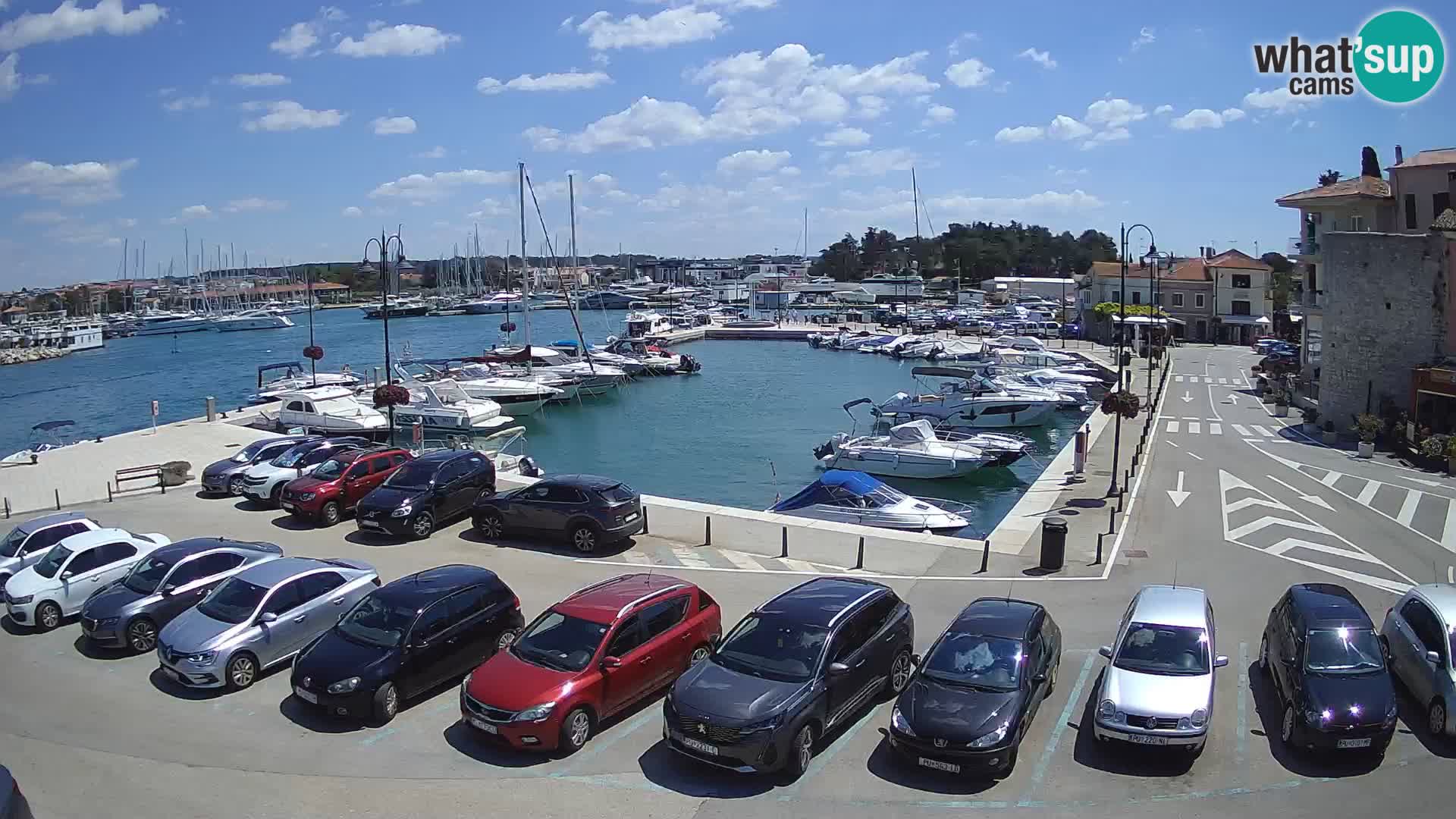 Novigrad | Porporela marina