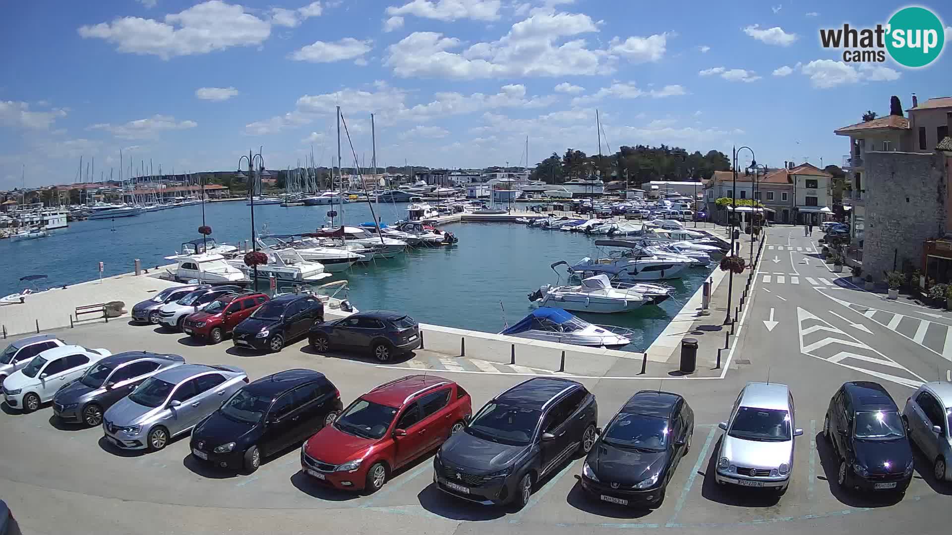 Novigrad | Porporela marina