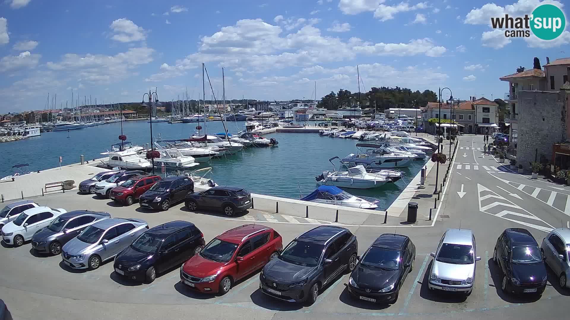 Novigrad | Porporela marina