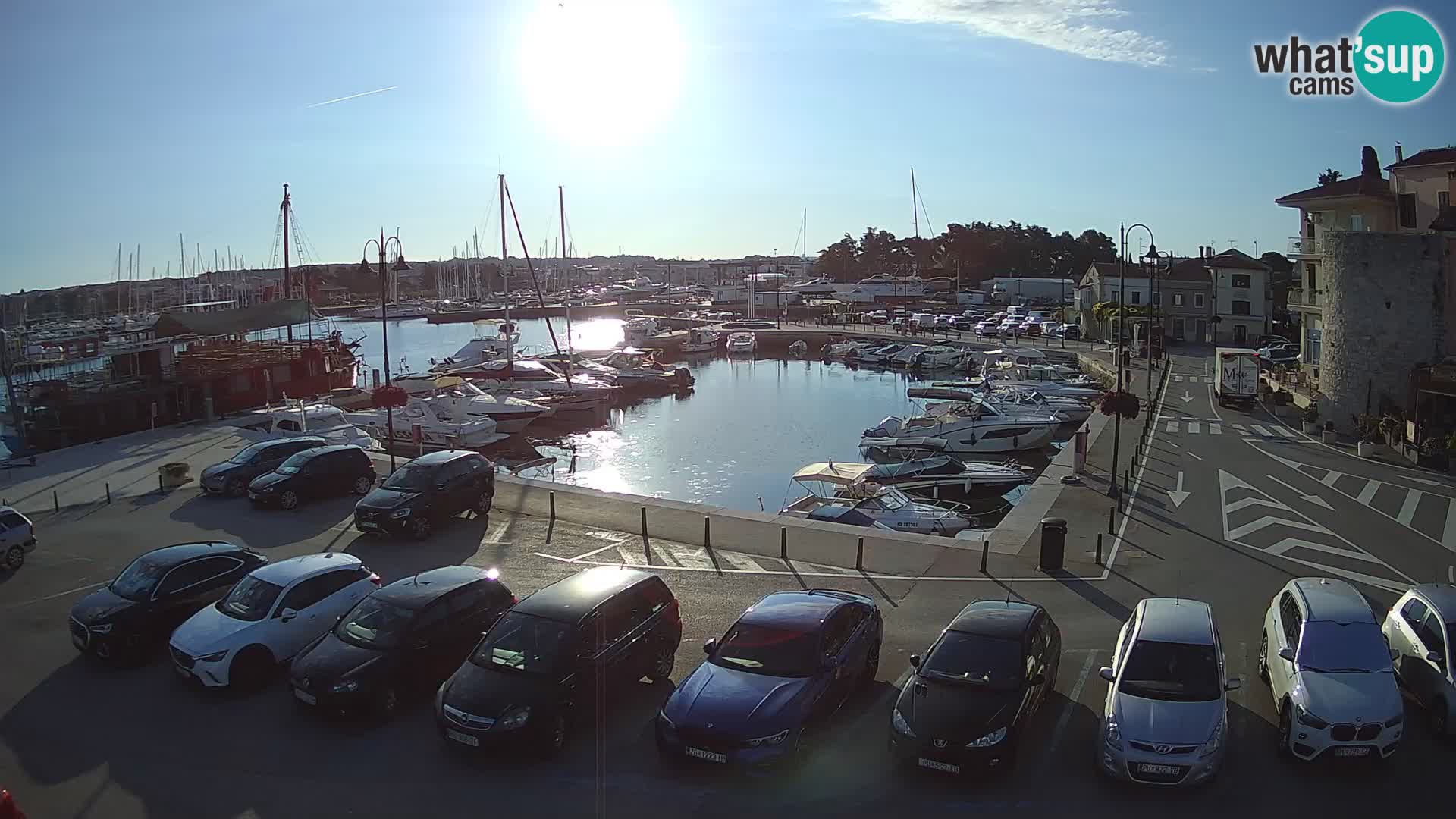 Novigrad | Porporela marina