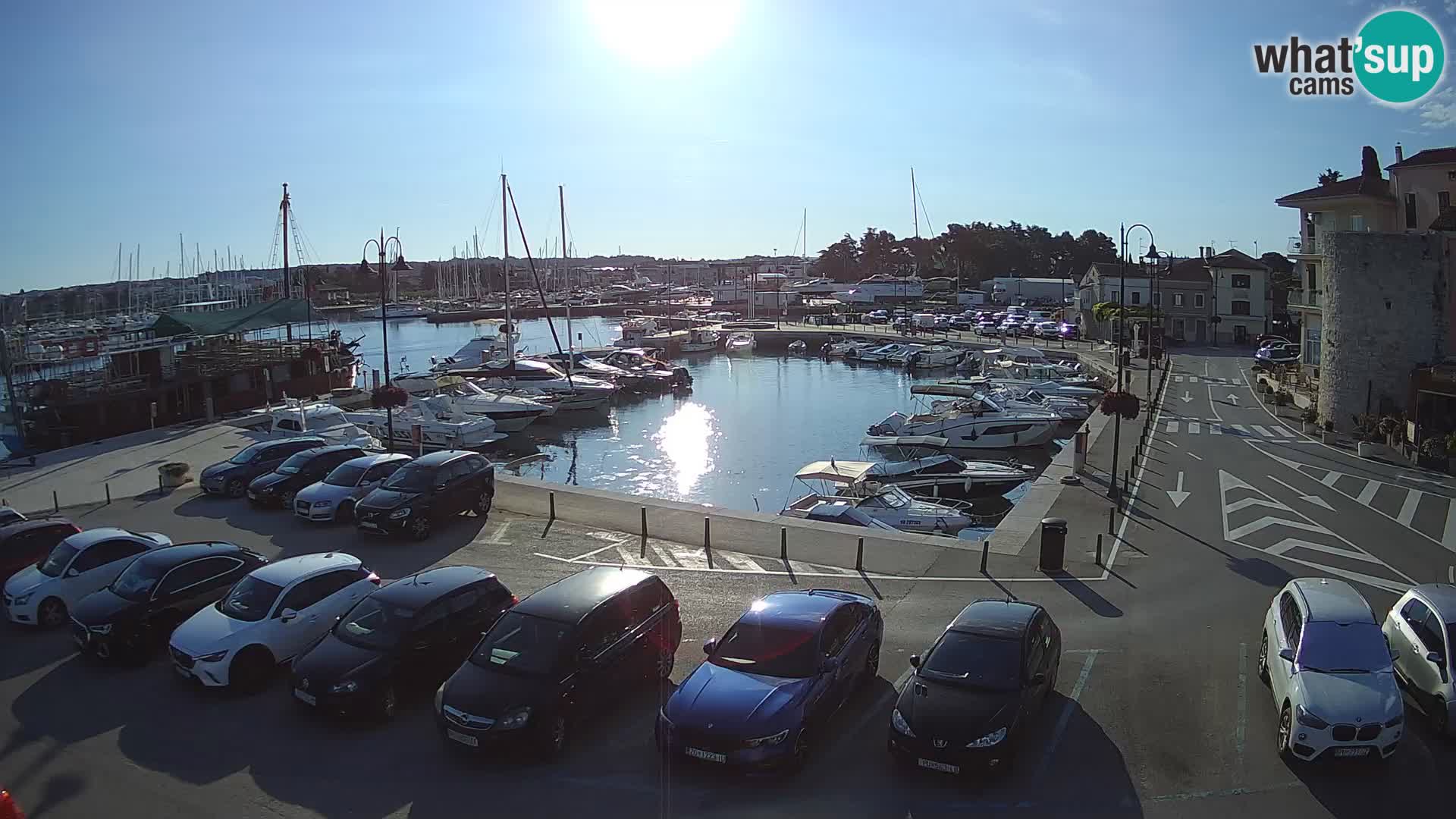 Novigrad | Porporela marina