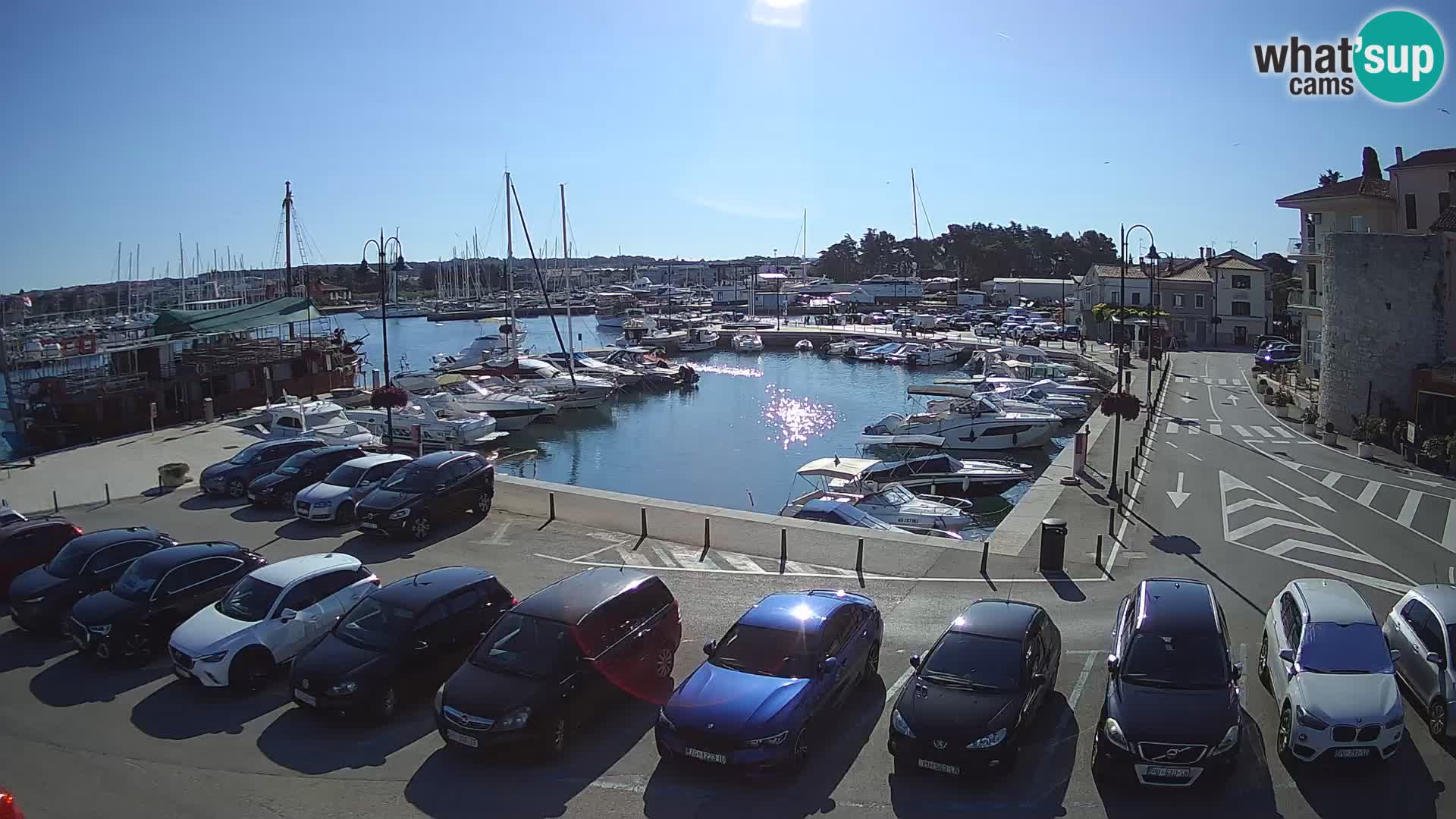 Novigrad | Porporela marina