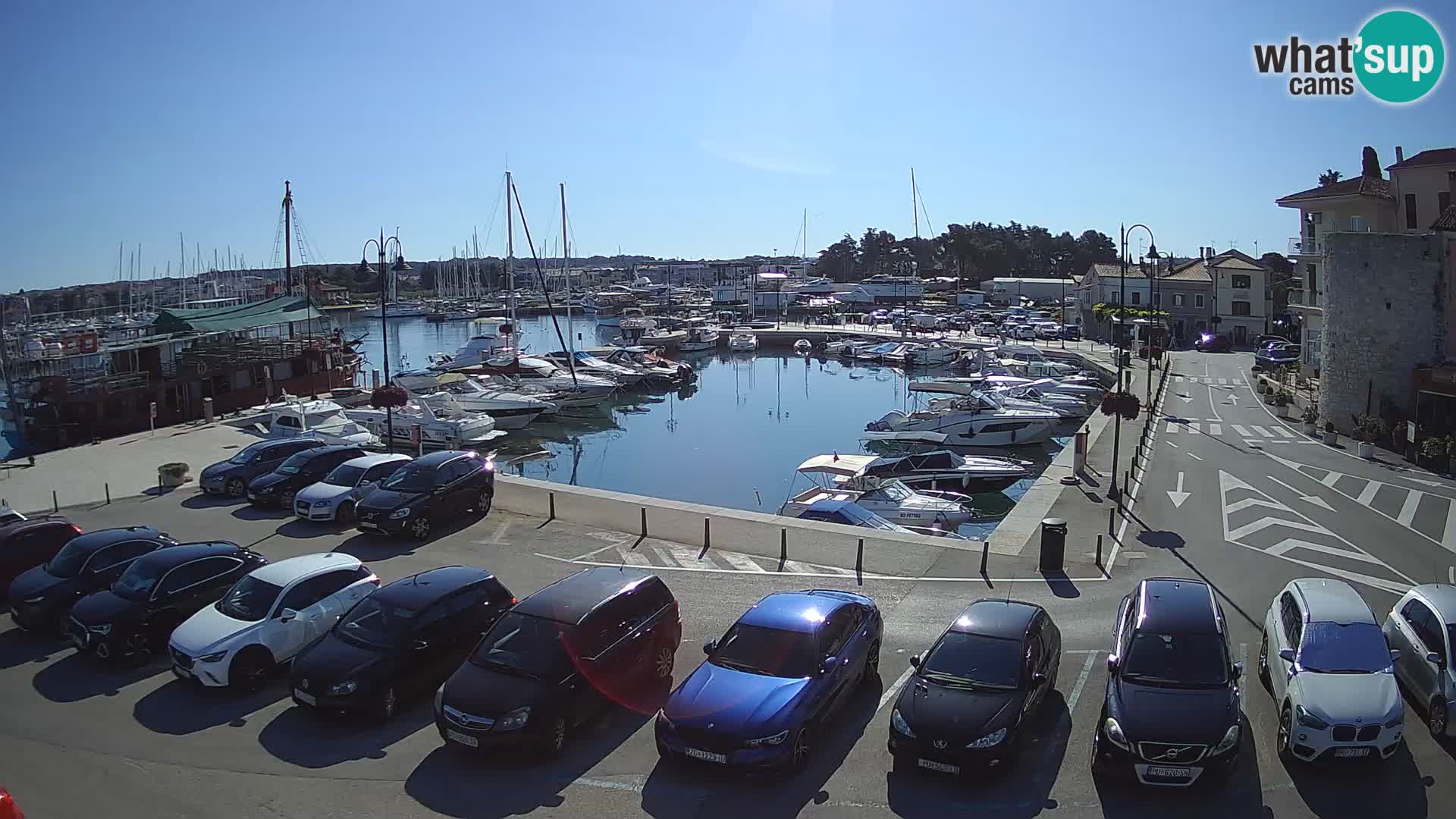 Novigrad | Porporela marina