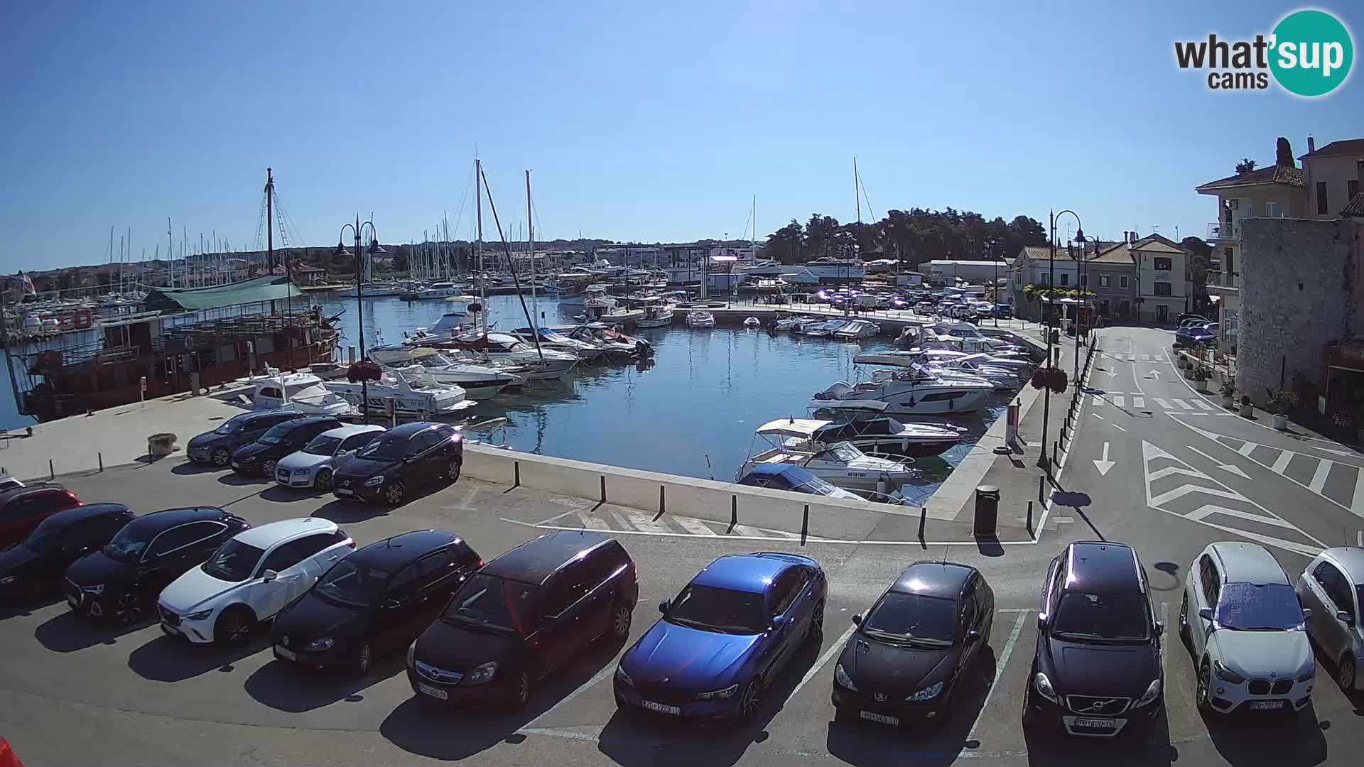 Novigrad | Porporela marina
