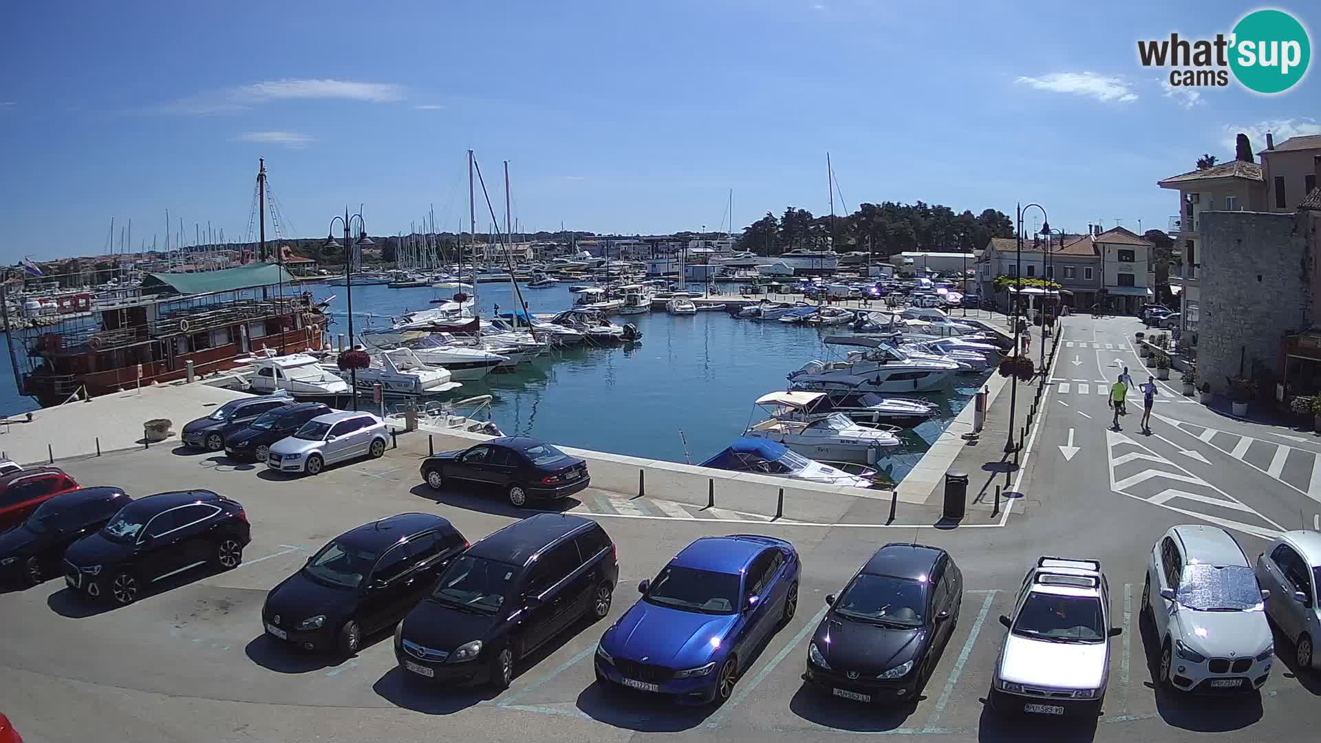 Novigrad | Porporela marina