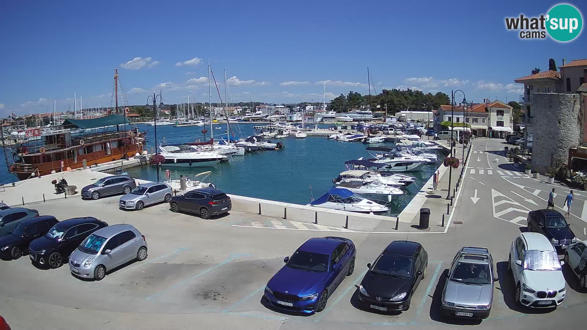 Novigrad | Porporela marina