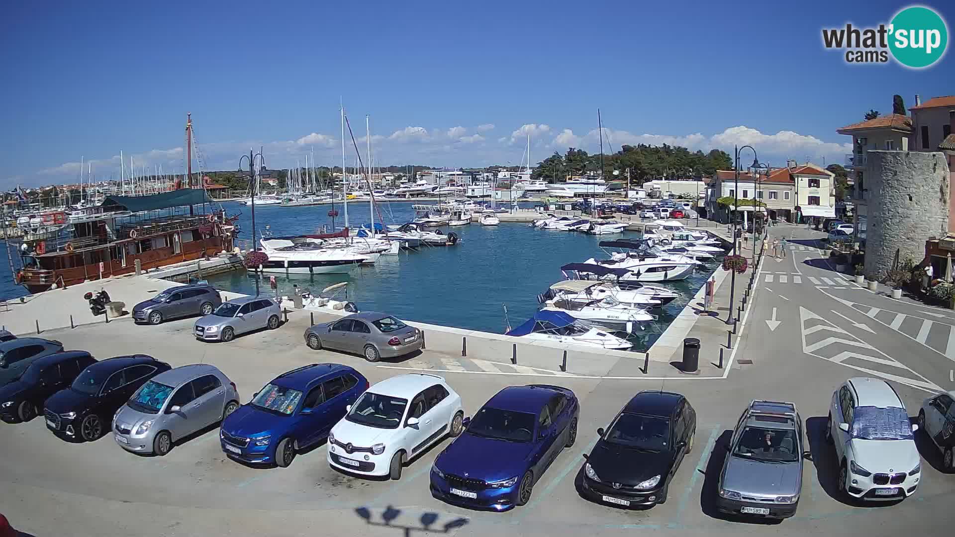 Novigrad | Porporela marina