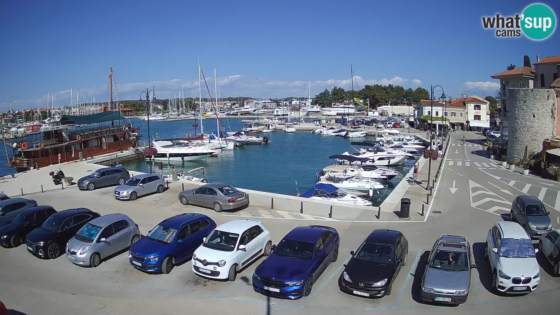 Novigrad | Porporela marina
