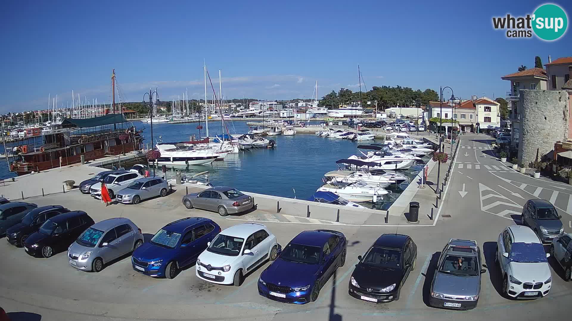 Novigrad | Porporela marina