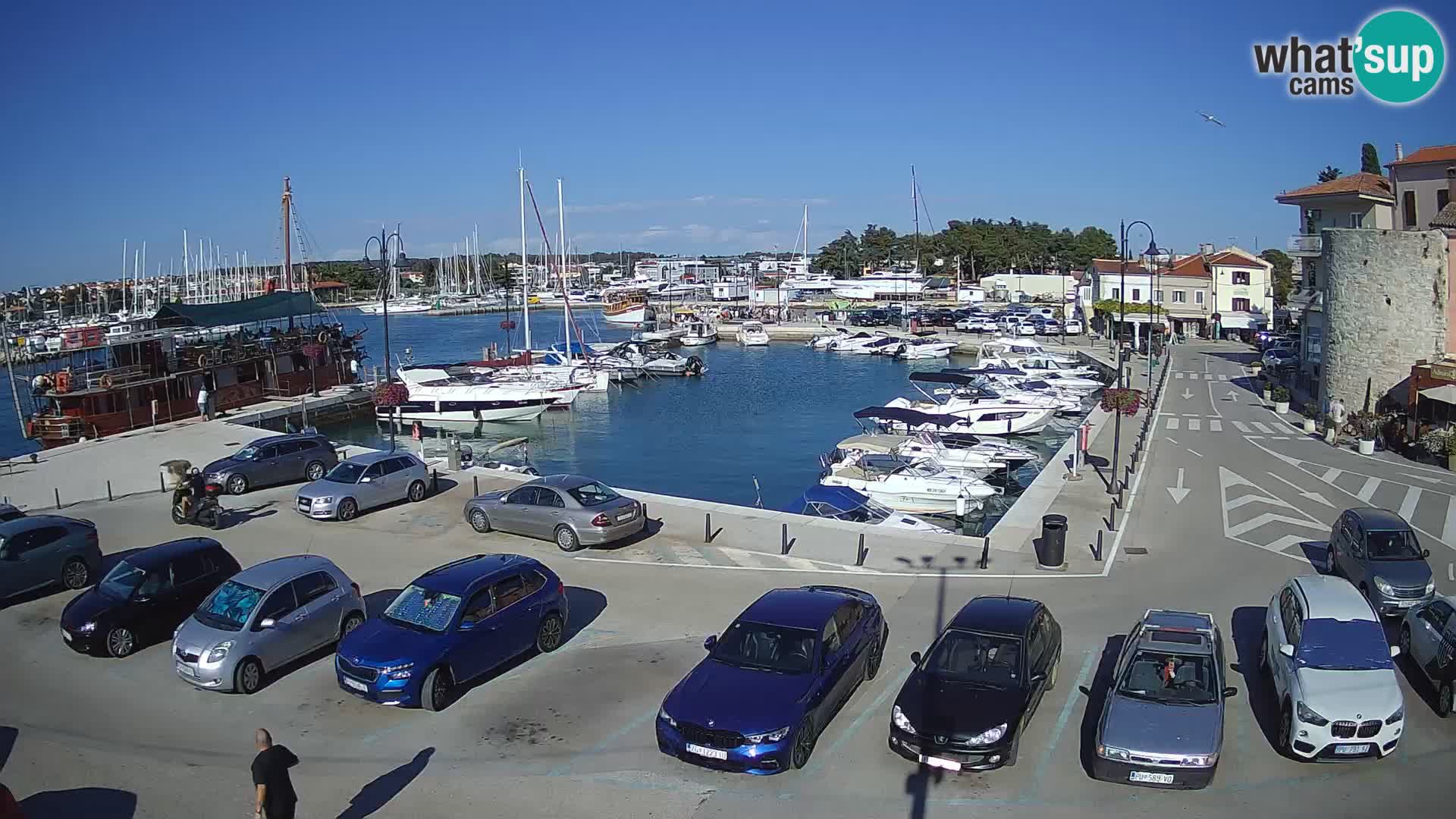 Novigrad | Porporela marina