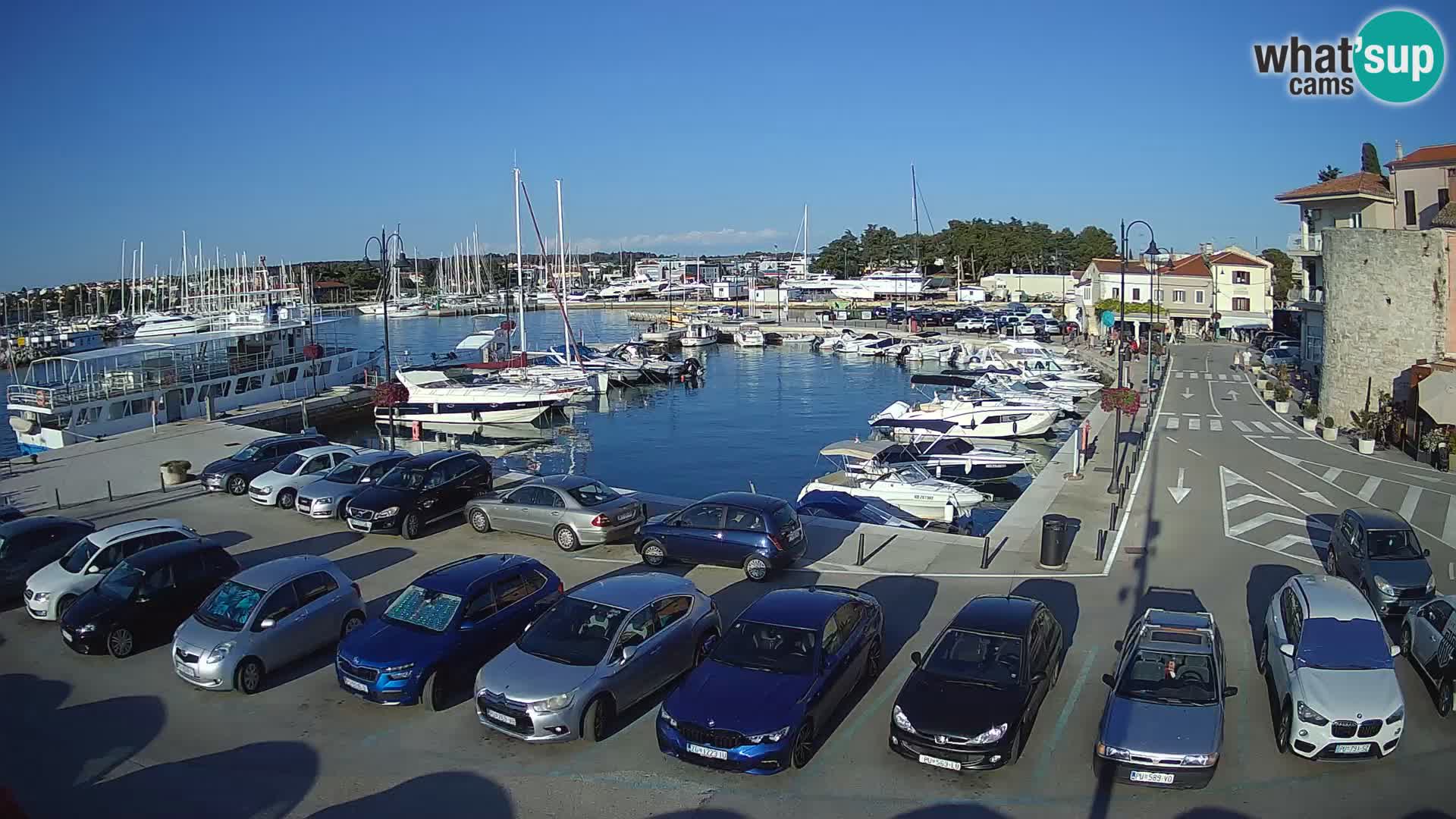Novigrad | Porporela marina