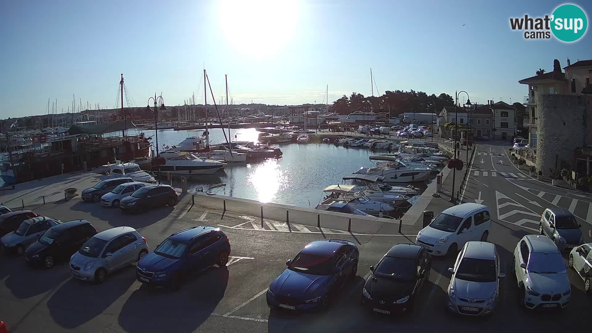 Novigrad | Porporela marina