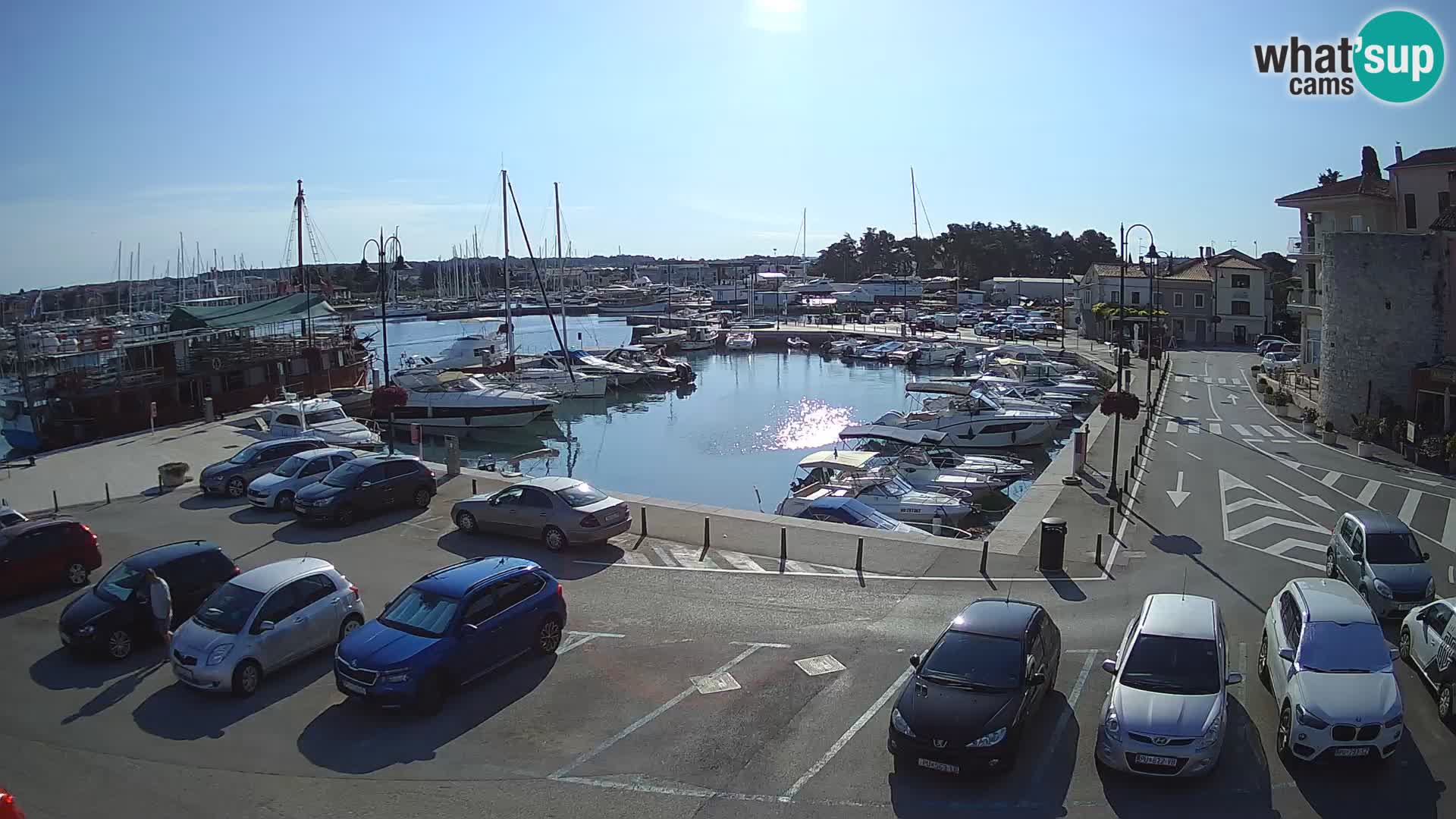 Novigrad | Porporela marina