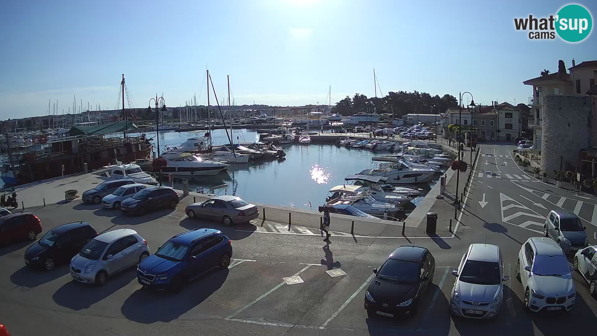 Novigrad | Porporela marina