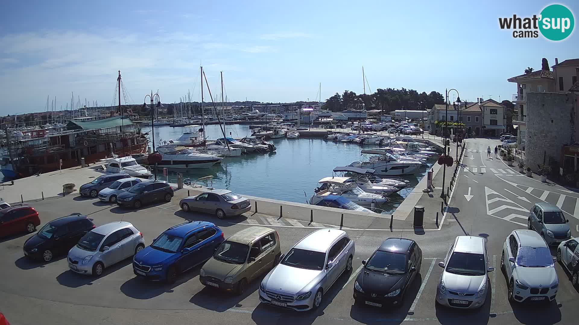 Novigrad | Porporela marina