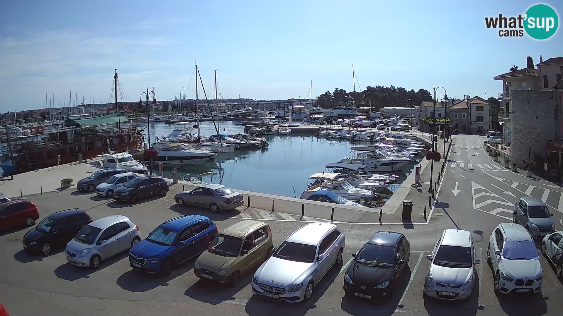 Novigrad | Porporela marina