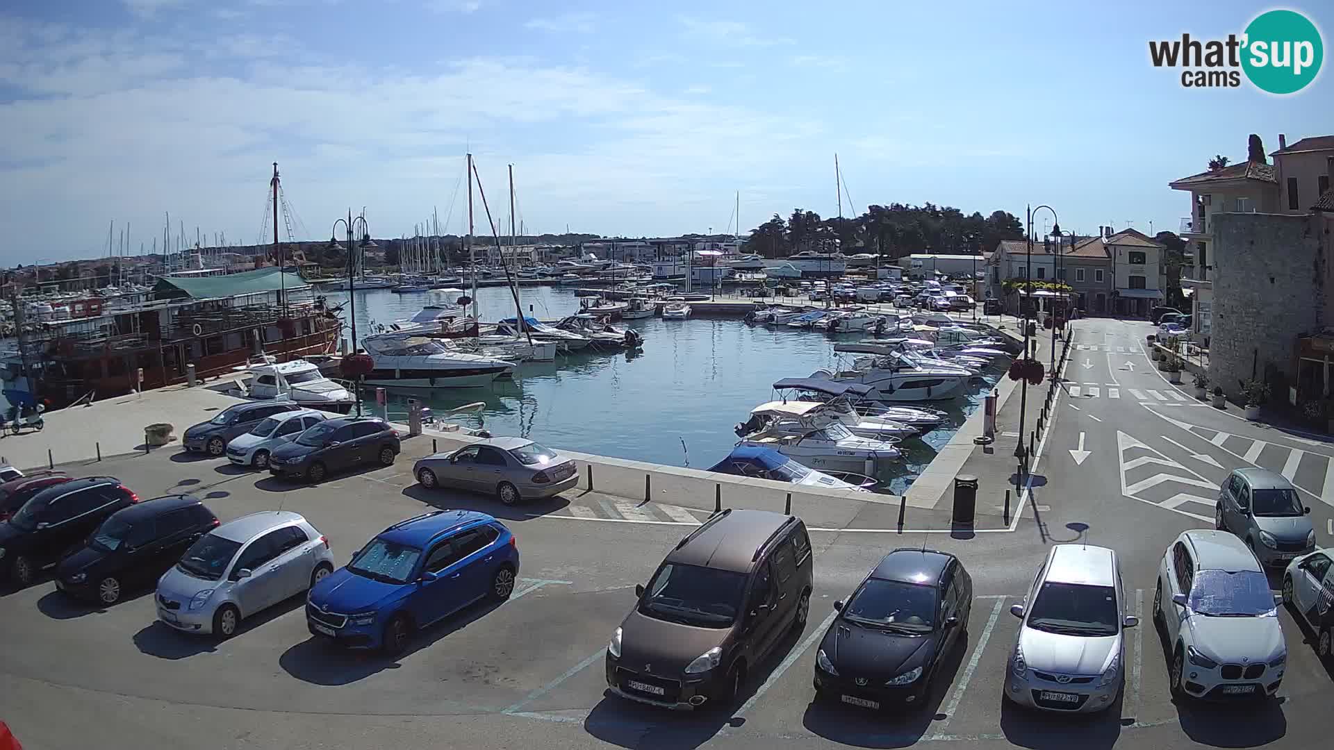 Novigrad | Porporela marina