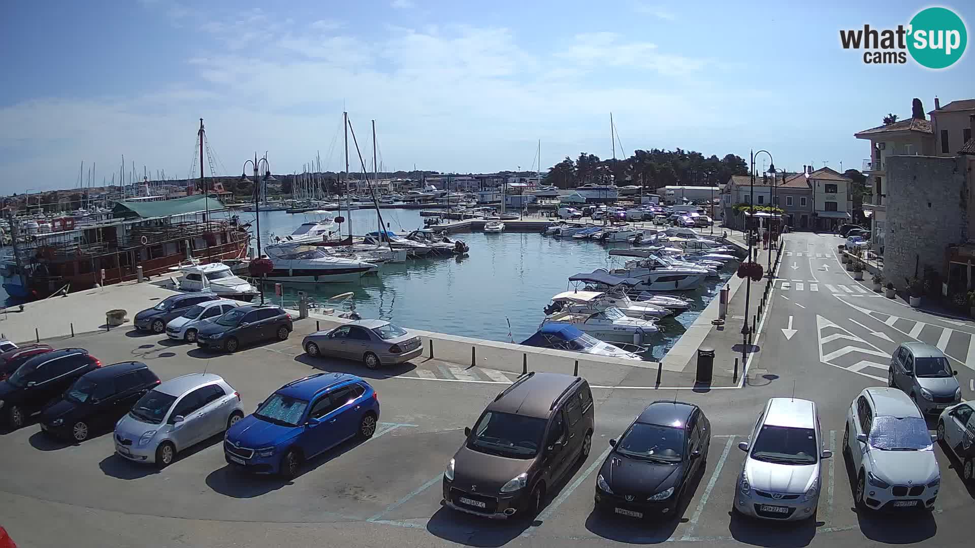 Novigrad | Porporela marina