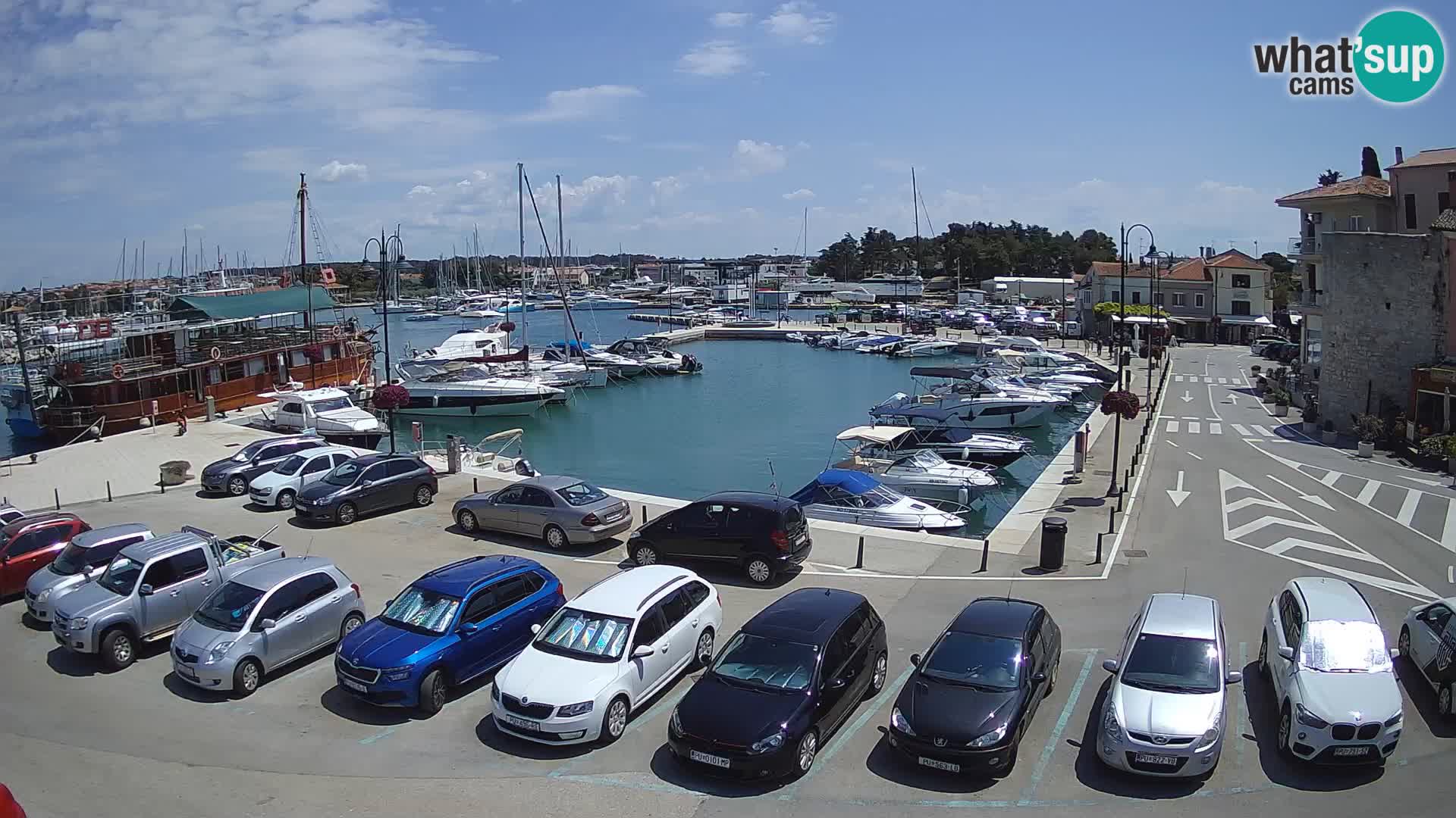 Novigrad | Porporela marina