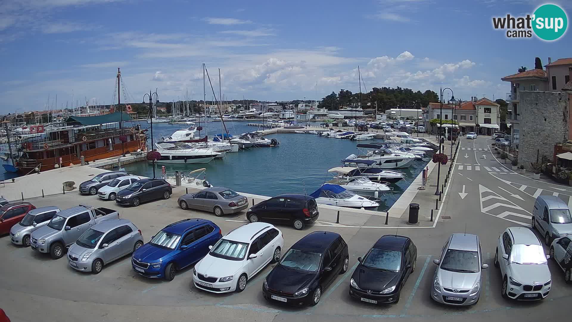 Novigrad | Porporela marina