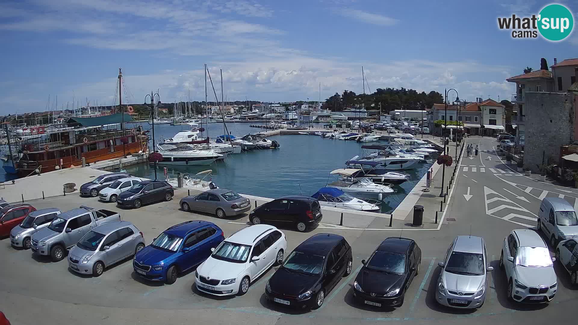 Novigrad | Porporela marina