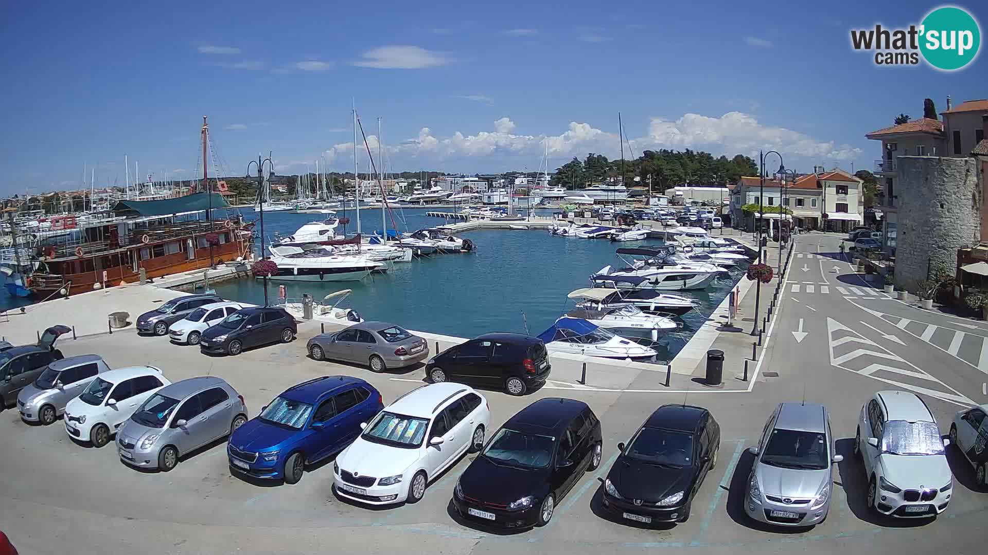 Novigrad | Porporela marina