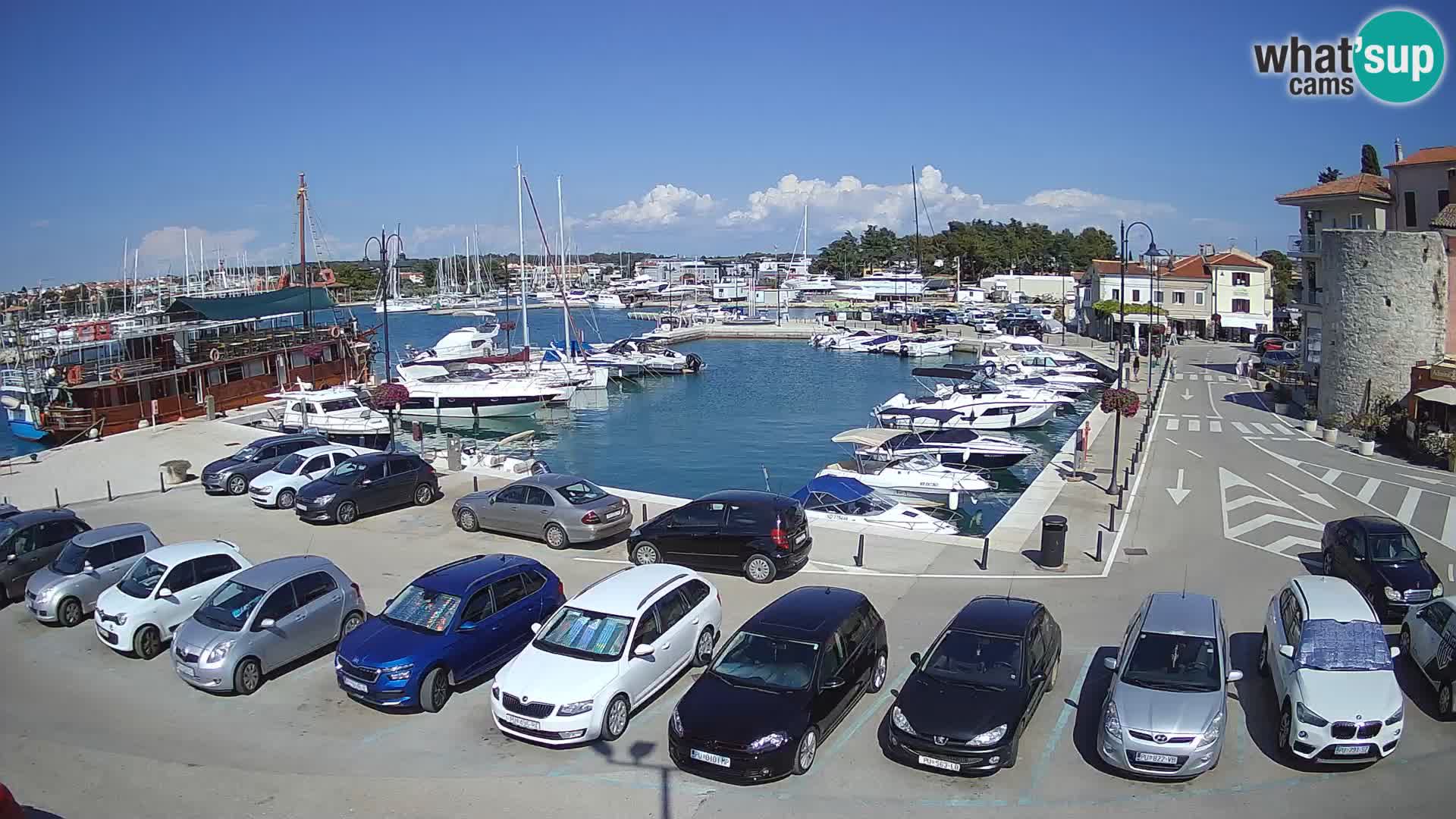 Novigrad | Porporela marina