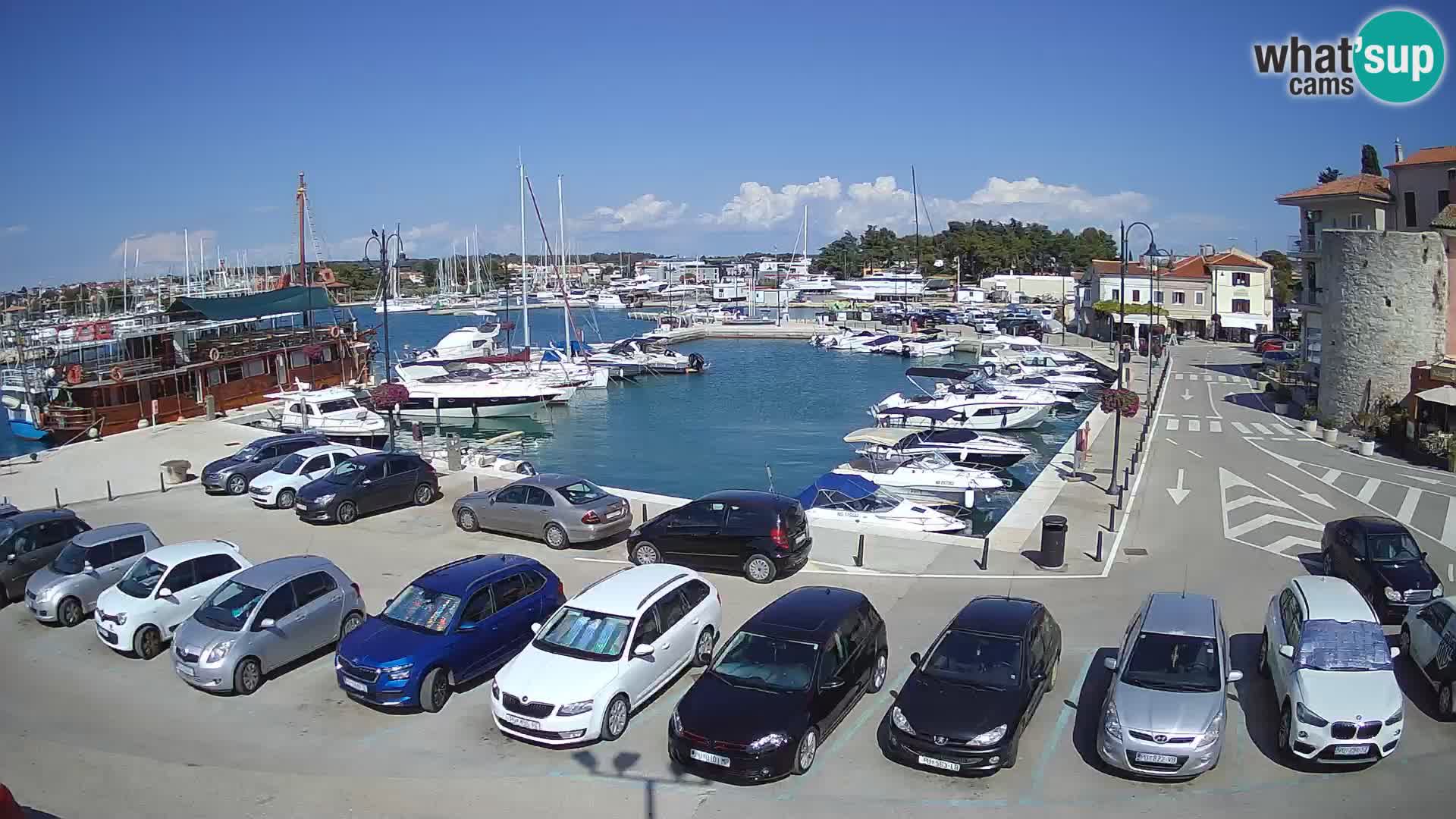 Novigrad | Porporela marina