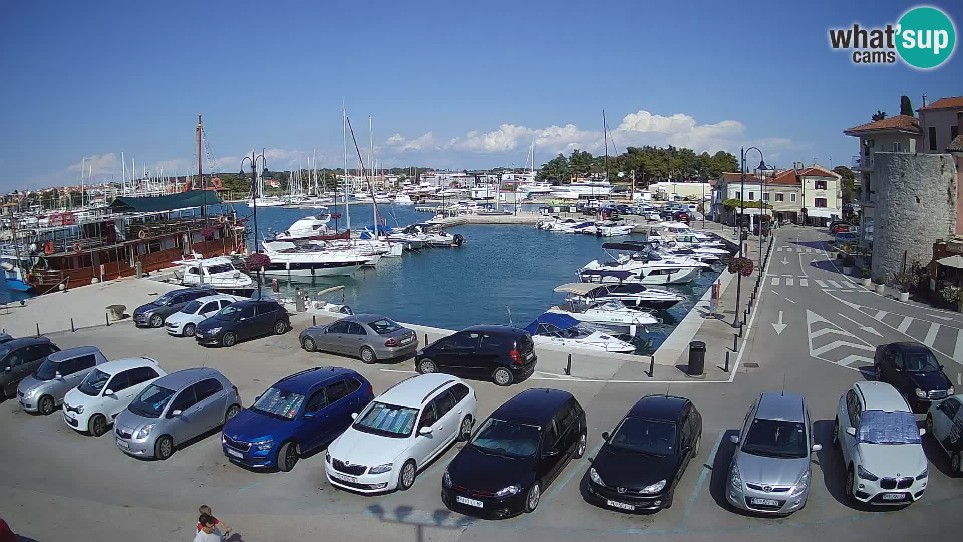 Novigrad | Porporela marina