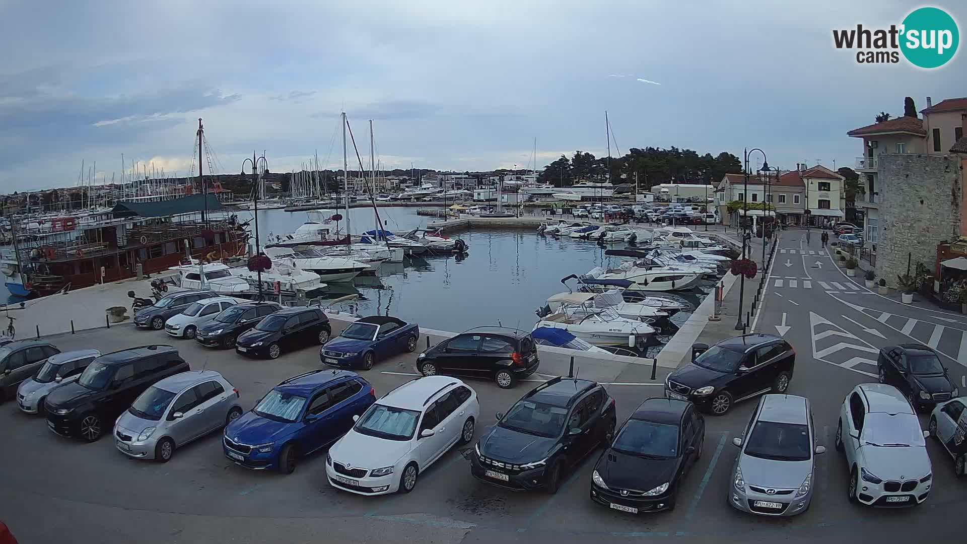 Novigrad | Porporela marina