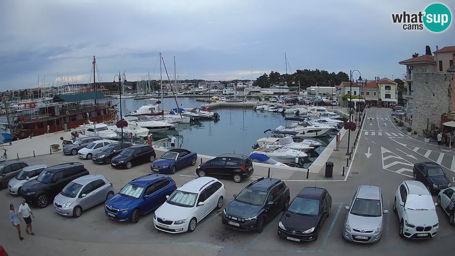 Novigrad | Porporela marina