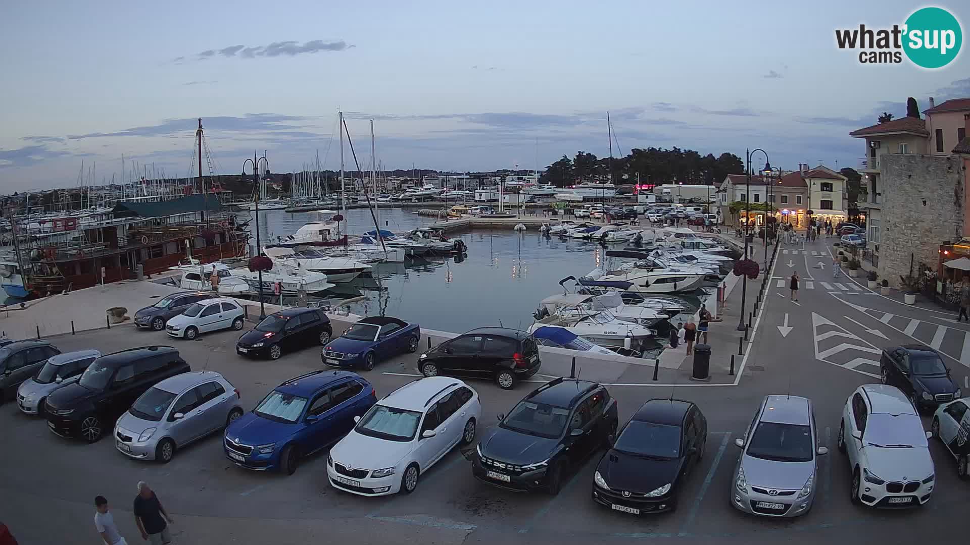 Novigrad | Porporela marina
