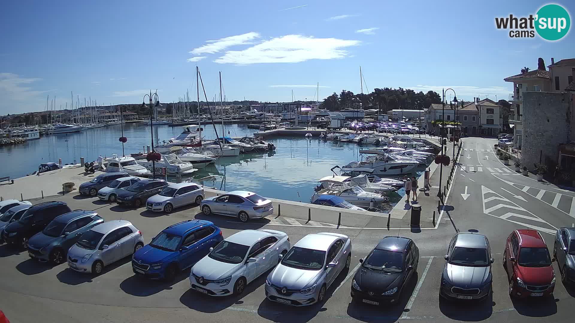 Novigrad | Porporela marina