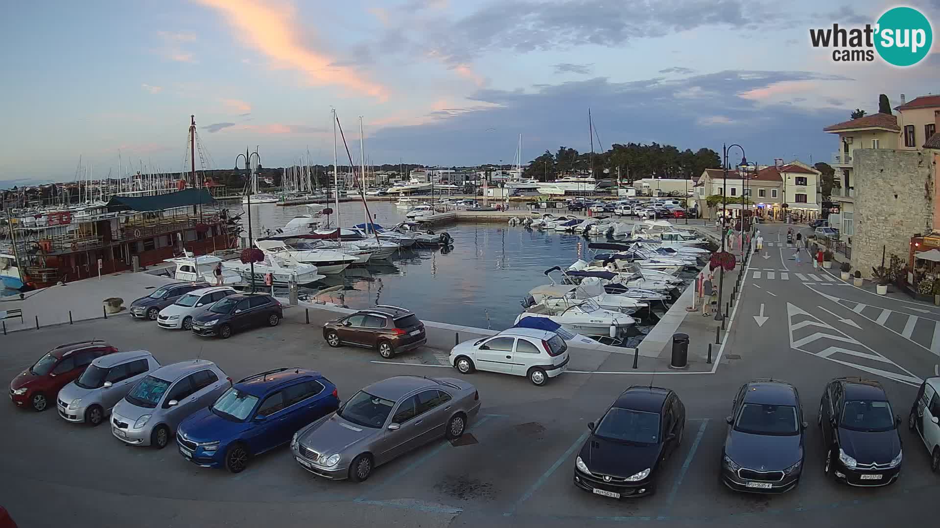 Novigrad | Porporela marina