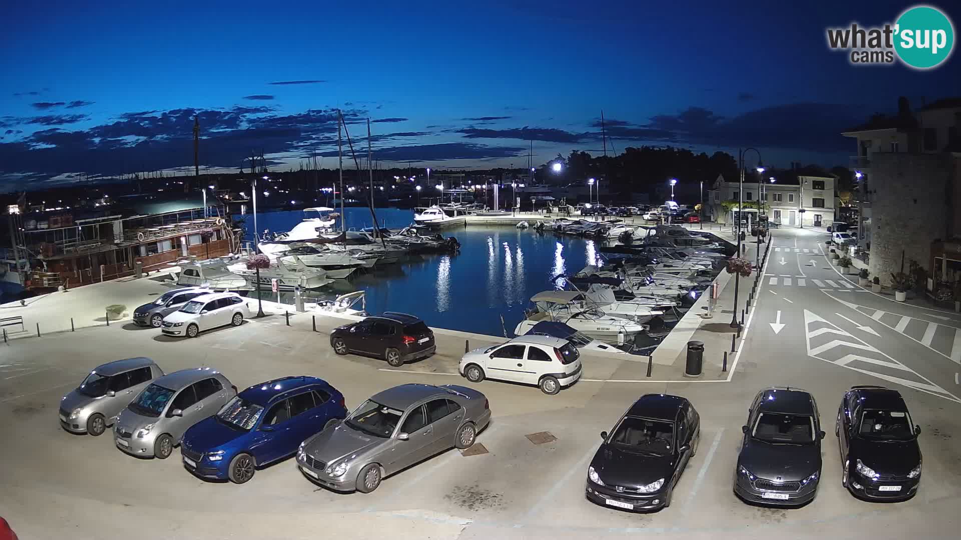 Novigrad | Porporela marina